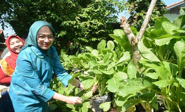 Walikota Tangerang Selatan (Tangsel) memanen sayuran sawi 