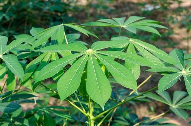 manfaat daun singkong