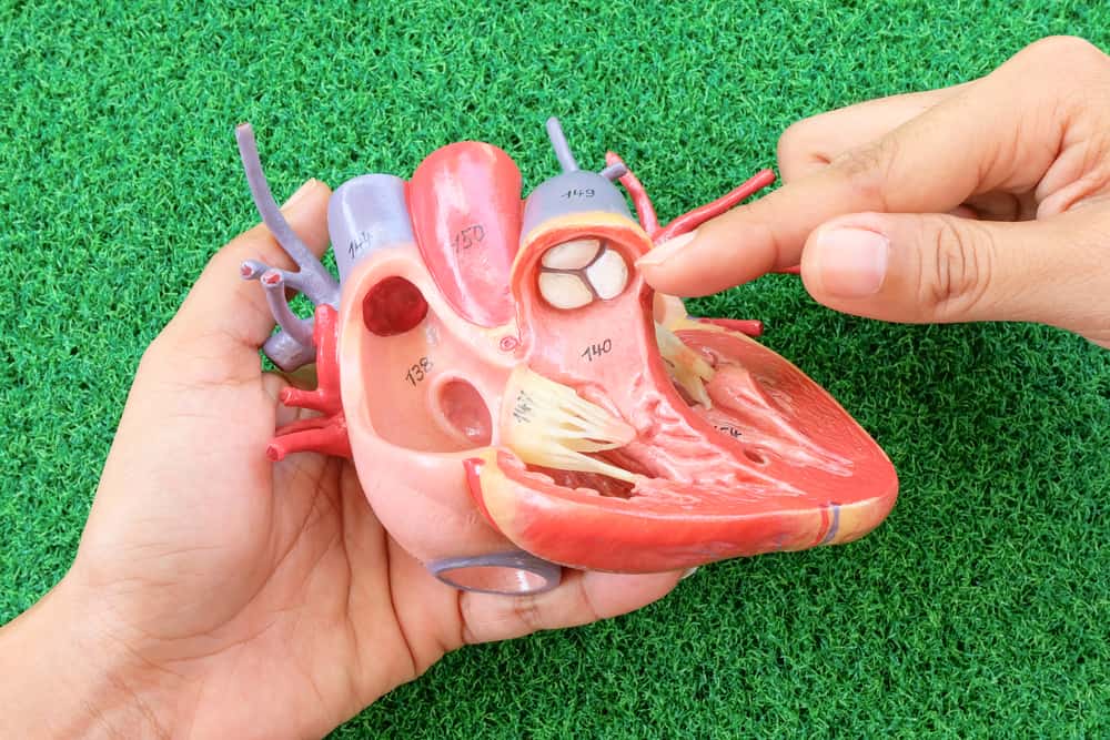 penyakit jantung rematik