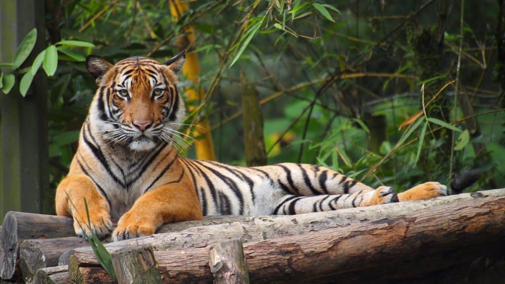 harimau, kucing tertular covid-19