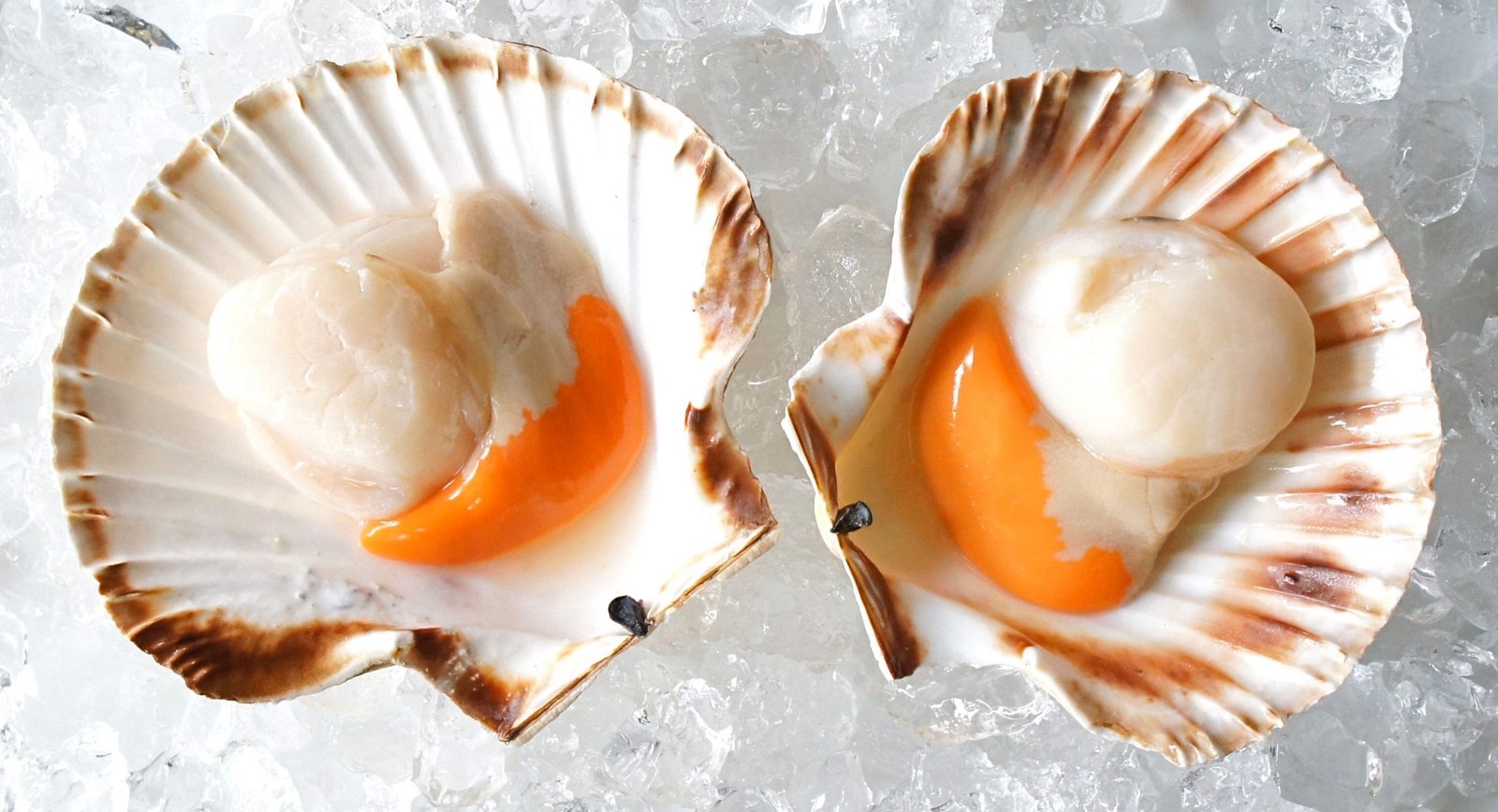 Daftar Kandungan Vitamin Pada Scallop, Kerang Laut Cantik, 50% OFF