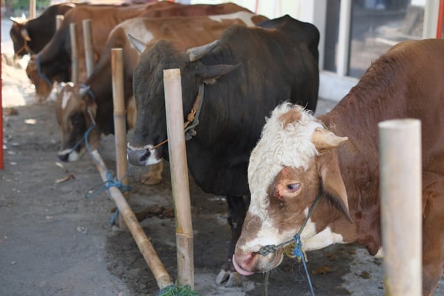 pandemi covid-19 kurban idul adha