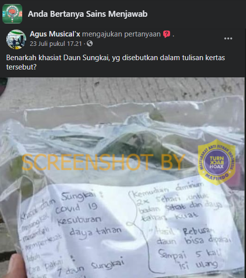 [SALAH] Daun Sungkai dapat Menangkal Covid-19