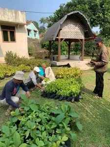 Dorong Ekonomi Desa, Kelompok KKN 83 UIN Jakarta Distribusikan Ribuan Bibit Pohon - UIN Syarif Hidayatullah Jakarta Official Website